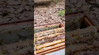 wild mountain thyme honey bee scene honey bee harvest harvesting wild honey in the forest [upl. by Lyn236]