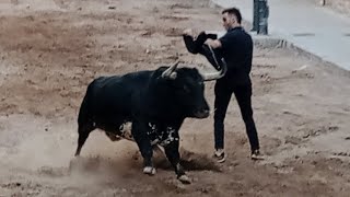 Festejos Taurinos en Massamagrell 2024 3 Toros Cerriles de Juan Pedro Domeqc y Baltasar Ibán [upl. by Vasileior]