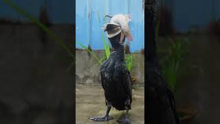 How many seconds does it take for a cormorant to eat a fish [upl. by Lucinda]