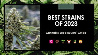 23 Best Strains of 2023 Seed Buyers Guide [upl. by Canotas]