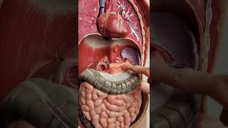 Where is the pancreas anatomy [upl. by Ormsby]