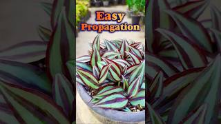 how to propagate Tradescantia Zebrina shorts propagation plants [upl. by Hieronymus]