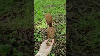 🐿🐿the second squirrel took a nutsquirrelvideos animalsvideo [upl. by Alvis]