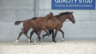 Carlina Quality Z CHACCO BLUE x CASALL ASK  filly [upl. by Doownel768]