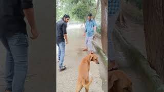 Interview of dog dog interview viral viralshort viralvideo [upl. by Walters]