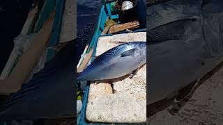 Traditional handline fishing for tuna [upl. by Leirej714]