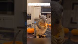 This family rescued a weak squirrel that was trapped and gave it a warm home animalshorts [upl. by Pressey]