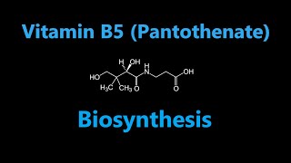 Vitamin B5 pantothenate Biosynthesis [upl. by Atirb]