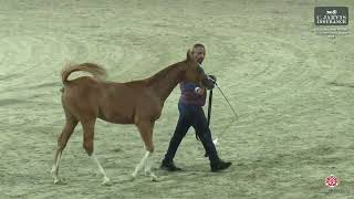 N 56 MG AL HAILAN ERAB Arabian Horse International Show 2024 Colt Foals Class 2A [upl. by Latoniah]