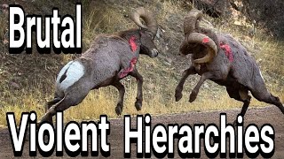 Bighorn Rams Head Butting [upl. by Tamarra543]