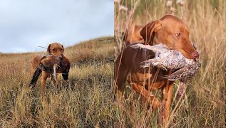 Montana Pheasant Hunting [upl. by Elicia]