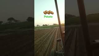 SEE HOW TO potato seeder farming nature love villagelife tractor duet short shot viral dj [upl. by Marabel803]