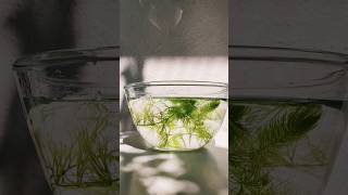 Ceratophyllum  Aquatic plant shorts aquaticplants ceratophyllum shortsvideo yt [upl. by Niamjneb]