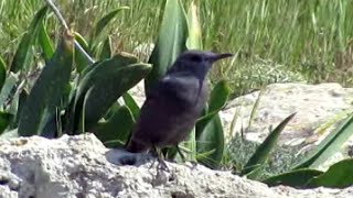 Blue Rock Thrush Monticola solitarius [upl. by Ainoyek915]