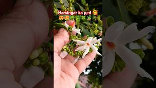 Harsingar ka ped 🌴🪴🌳🥦🤩😍🥰nature plants flowers garden gardening shorts short youtubeshorts [upl. by Clarance]