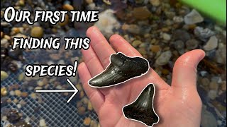 Our RAREST shark tooth discoveries yet  Alabama Fossil Hunting [upl. by Drehcir]