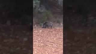 Caza de jabalíes a rececho huntingseason caza wildlife cazamayor wildboar jabalí [upl. by Caroline962]