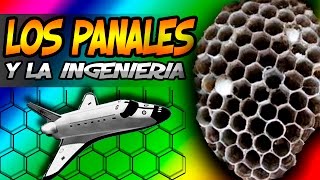 LimonadaTV  ¿Que aprendemos de los panales de las abejas [upl. by Millian]