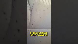 Infestation de Punaises de Lit  Carnage sous le Matelas à ClermontlHérault  punaisesdelit [upl. by Neve]