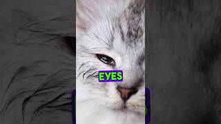 Eye infection treatment in cats kitten eye infection treatment at home Drhira saeed [upl. by Attiuqahs153]