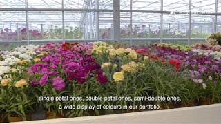 Diverse Dianthus the differences explained [upl. by Larkin]