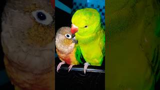 youtubeshorts parrottalking birds cute parrot viralvideo [upl. by Friday]