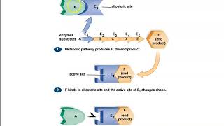 63 Metabolic Pathways and Enzymes [upl. by Sisile]