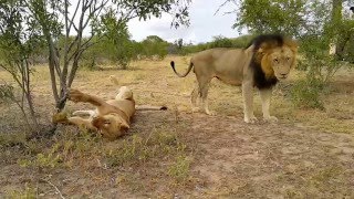 Mating lions Majingilane male and Othawa lioness [upl. by Dodi425]