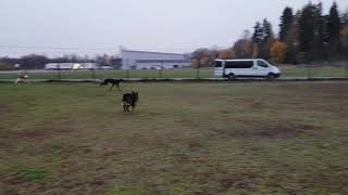 Greyhound and Ibizan Hound running [upl. by Eirret874]