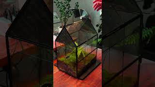 Moss and fern Large insect terrarium idea with cave with water feeder terrariums mossterrarium [upl. by Massie]