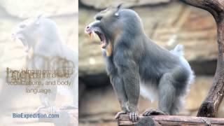 Information about Mandrill [upl. by Derick]