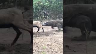 Before amp After Animals Growing Up Amazing Animal Transformation 💥 short tiktok animals [upl. by Kataway]