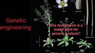 Arabidopsis  model plant for genome analysispyqgeneticengineeringbscbiotechkumaununiversitypyq [upl. by Gracye]