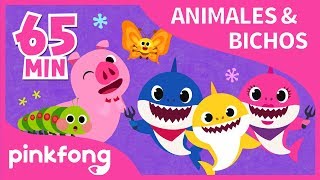 Las Mejores Canciones de Animales amp Bichos  Recopilación  Pinkfong Canciones Infantiles [upl. by Dukie245]