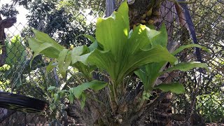 COMO CULTIVAR CATASETUM [upl. by Garvin]