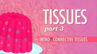 Tissues Part 3  Connective Tissues Crash Course Anatomy amp Physiology 4 [upl. by Ycaj654]