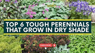 Top 6 Tough Perennials That Grow in Dry Shade 🌷🍃  Gardening Ideas [upl. by Bibah]