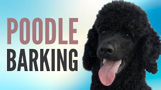 Poodle Barking Sounds  Dog Barking Sound Effects [upl. by Rannug]