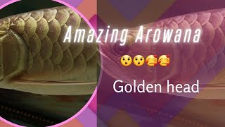 Amazing arowana color under yellow light LED  Predator arowana update 27092022 [upl. by Assilam425]