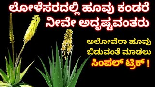 ನಿಮ್ಮ ಮನೆಯಲ್ಲಿ ಲೋಳೆಸರ ಹೂ ಬಿಟ್ಟರೆ ನೀವೇ ಅದೃಷ್ಟವಂತರು ಅಲೋವೆರಾ ಹೂ ಬಿಡಲು ಸಿಂಪಲ್ ಟ್ರಿಕ್ಸ್ Aloevera flower [upl. by Clute]