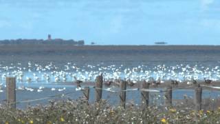 Beleef de Wadden Landschappen van Nederland van oost naar west Unesco Werelderfgoed [upl. by Hayotal575]