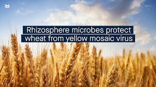 Rhizosphere microbes protect wheat from yellow mosaic virus [upl. by Gerry]