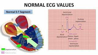 PR amp ST SEGMENTS AND J POINT quotNORMAL ECG VALUESquot  NARCOSIS😴🤤 [upl. by Marianna]