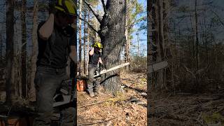 BIG CHAINSAW vs GIANT TREE [upl. by Sirred]