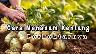 Cara Menanam Kentang Yang Benar Perhektarnya [upl. by Anny]