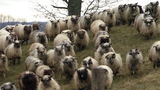 4000 ovaca Radojice Kusica zimuje u torovima na Vučijaku [upl. by Elleynad967]