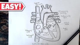 Human Heart Diagram Drawing with labelled  मानव हर्दय का चित्र  Class 10 Science Diagram [upl. by Alrats]