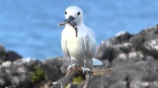 FT4TA Hamradio expedition on Tromelin island 2014 [upl. by Dirk]