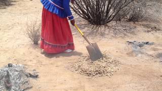 Toasting Honey Mesquite by Traditional Seri Method [upl. by Kezer]