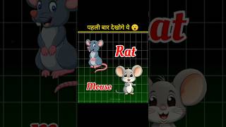 Mouse And Rat Are Not Same shorts ytshorts facts amazingfacts [upl. by Airdnat]